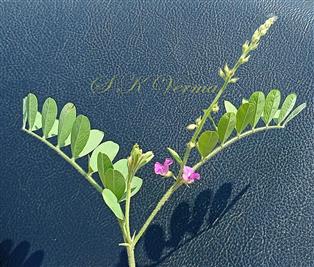  Branch with Inflorescence